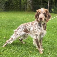 💙Bob Marley - in Deutschland auf PS, Hund zur Adoption