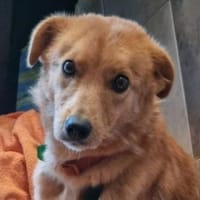 MEGGY sucht Familie, Hündin zur Adoption