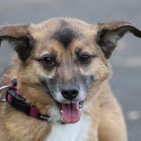 Toika - liebenswert u. sehr anhänglich, Hündin zur Adoption