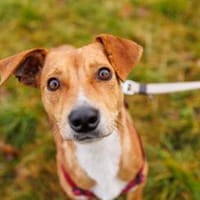 Nelly-Überlebenskünstlerin mit Herz, Hündin zur Adoption