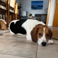 Bumbi wartet auf PS südlich von HH!, Hund zur Adoption