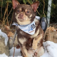 Tiny- kleiner 4 kg Turbo-Zwerg, Hund zur Adoption