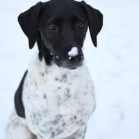 Herzenshündin Nina, Hündin zur Adoption