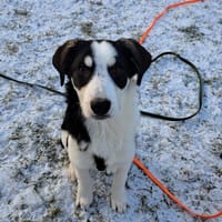 Bella sucht ihre Sportskanonen, Hündin zur Adoption