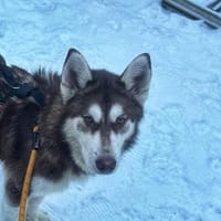 Oreo wartet auf PS in Herne!, Hund zur Adoption