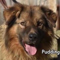 PUDDING, Hund zur Adoption