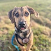 Franz - verspielt & zuckersüß, Hund zur Adoption