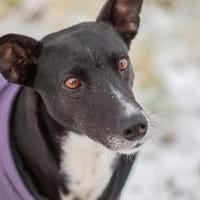 Kira, Hündin zur Adoption