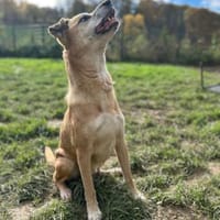 PRINZ - mit Elan und Freude dabei sein, Hund zur Adoption