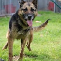 Petunia - dringend Zuhause gesucht, Hündin zur Adoption