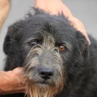 Kami - hübscher Wuschelrüde, Hund zur Adoption