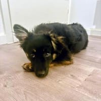 Jefferson wartet auf PS in HH!, Hund zur Adoption