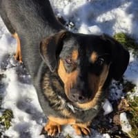 HERMANN - geb. ca. 01/2024 - Dackel Mix, Hund zur Adoption