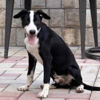 Lieber vorsichtiger Lenny sucht dich!, Hund zur Adoption