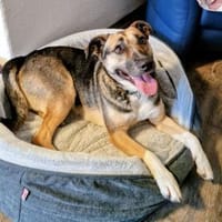 Allison - Alli Pyralli, Hündin zur Adoption