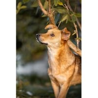 Queeny  wartet in 74535 Mainhardt, Hündin zur Adoption