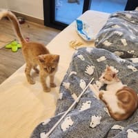 Junge Kater Clarence, Golden und Teddy, Kater zur Adoption