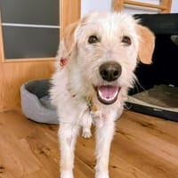 Megan wartet auf PS in Hannover!, Hündin zur Adoption