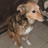 Dusja sucht ein liebevolles Zuhause, Hündin zur Adoption