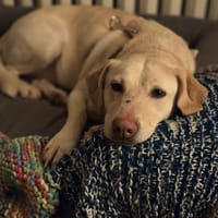 Mia sucht ein liebevolles Zuhause, Hündin zur Adoption