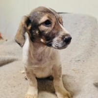 Nelly mit kleinem Handicap, Hündin zur Adoption