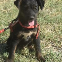 Sid - auf ICE AGE Spuren, Hund zur Adoption