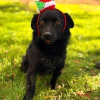 LUNA ❤ Black is beautiful 😍, Hündin zur Adoption