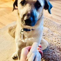 Ermes, Hund zur Adoption