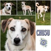 CHUSU * sanfter Seelenhund ✨  ✨, Hund zur Adoption