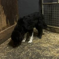 Fluffy, Hündin zur Adoption