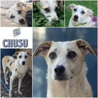 CHUSU * sanfter, freundlicher Hundejunge, Hund zur Adoption