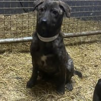 Stormy, Hündin zur Adoption