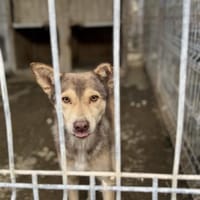 Rani wartet auf einen Neustart, Hündin zur Adoption