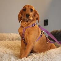 Sinella eine Hündin mit großem Herz..., Hündin zur Adoption