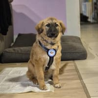 Timmysucht sein großes Glück, Hund zur Adoption