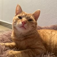 🐾 Peach sucht sein Glück! 🐾, Kater zur Adoption