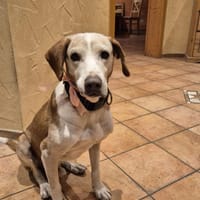 💙Sam💙sucht ein liebevolles Zuhause 🫶, Hund zur Adoption