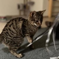 Mogli sucht sein für-immer-Zuhause, Kater zur Adoption