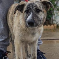 Luni möchte endlich eine Familie haben, Hündin zur Adoption