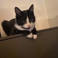 🐾Kater Nino sucht ein Zuhause💛, Kater zur Adoption