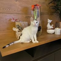 Kämpferin 💕Xenia💕sucht ihre Menschen, Katze zur Adoption