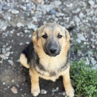 Junge Seele Aska sucht ihr Zuhause, Hündin zur Adoption