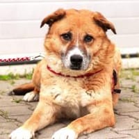 FOX sucht liebevolles Zuhause!, Hund zur Adoption
