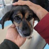 Hundeomi Lie sucht warmes Zuhause, Hündin zur Adoption