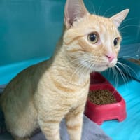 IDEFIX, chat à adopter