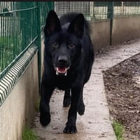 ADES, chien à adopter