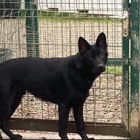 ADES, chien à adopter