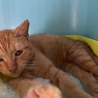 BLAISE, chat à adopter