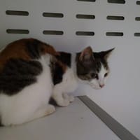 STELLA, chatte à adopter