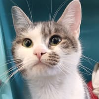 GNOCCHI, chatte à adopter